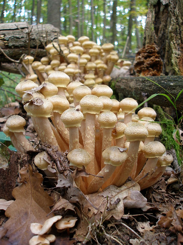 podpňovka žltá Armillaria gallica Marxm. & Romagn.