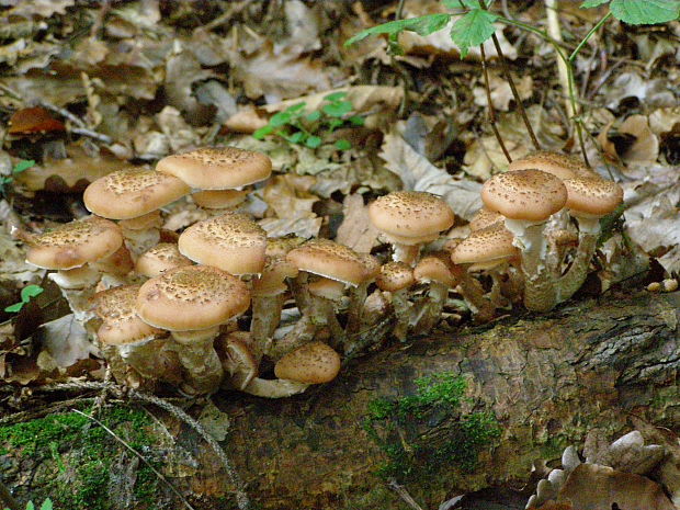 podpňovka Armillaria sp.