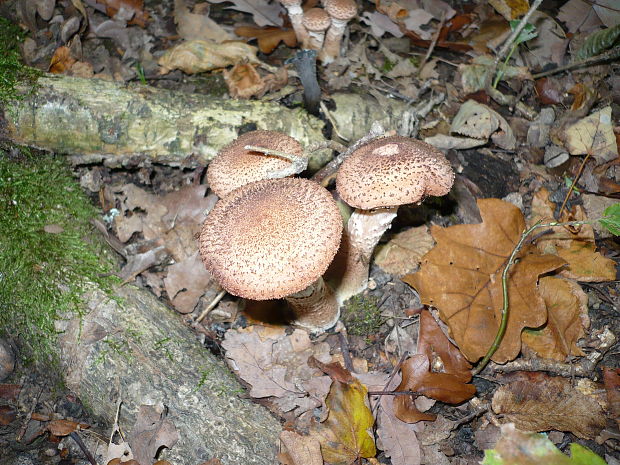 podpňovka Armillaria sp.