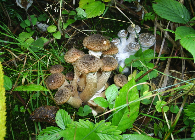 podpňovka Armillaria sp.