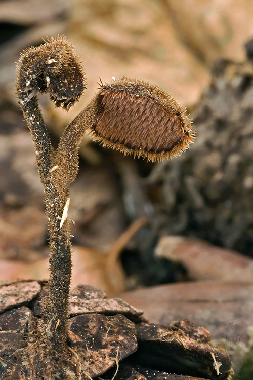 lopatovka obyčajná Auriscalpium vulgare Gray