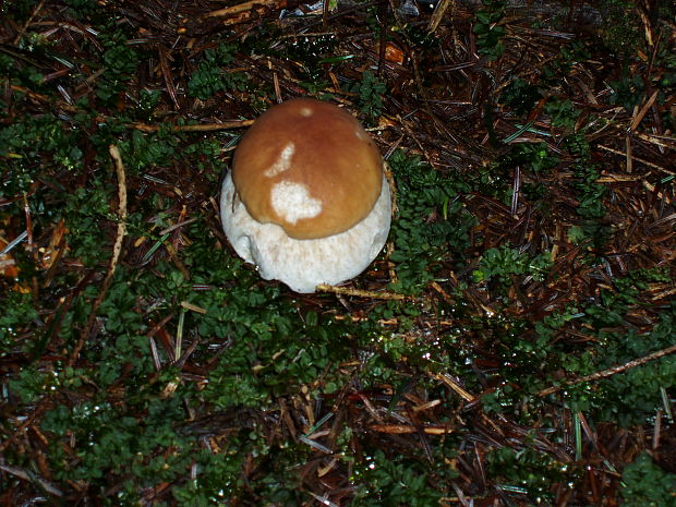 hríb smrekový Boletus edulis Bull.