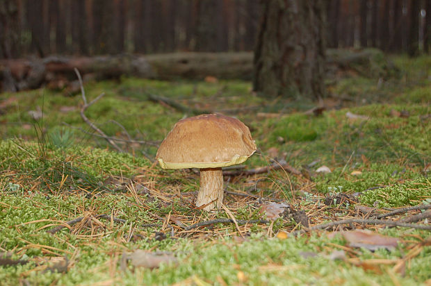 hríb smrekový Boletus edulis Bull.