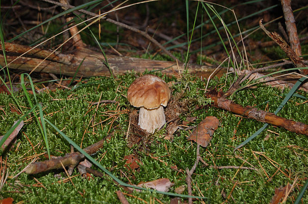 hríb smrekový Boletus edulis Bull.