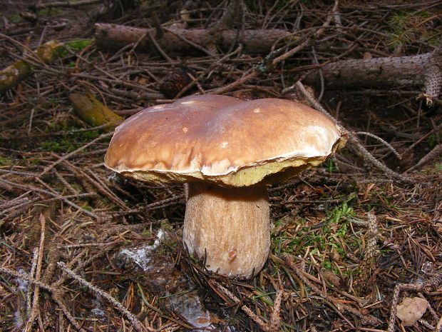 hríb smrekový Boletus edulis Bull.