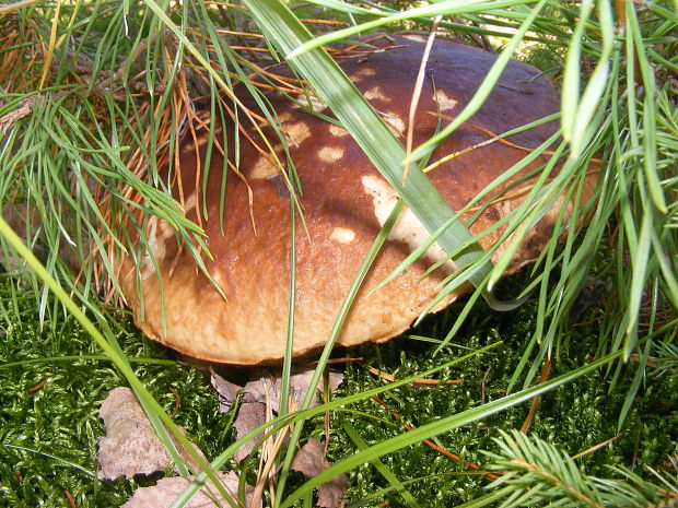 hríb smrekový Boletus edulis Bull.