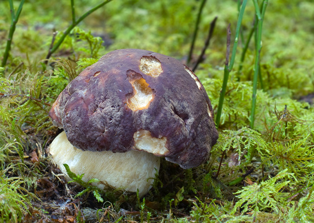 hríb sosnový Boletus pinophilus Pil. et Dermek in Pil.