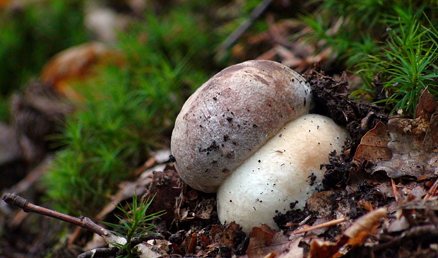 hríb sosnový Boletus pinophilus Pil. et Dermek in Pil.