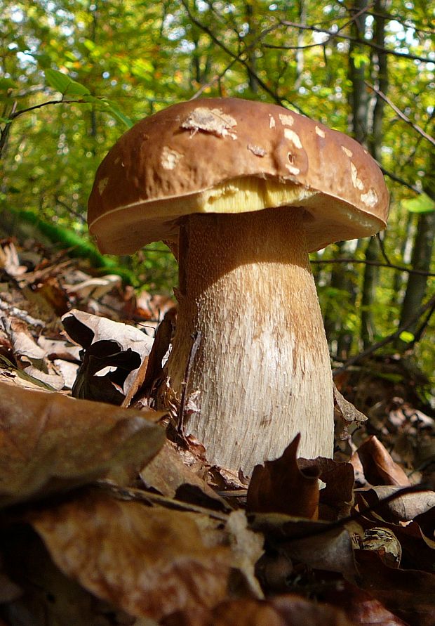 hríb dubový Boletus reticulatus Schaeff.