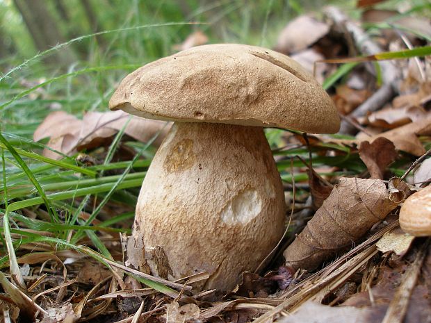 hríb dubový Boletus reticulatus Schaeff.