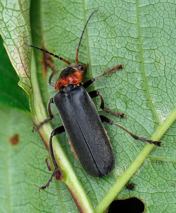 snehulčík Cantharis fusca