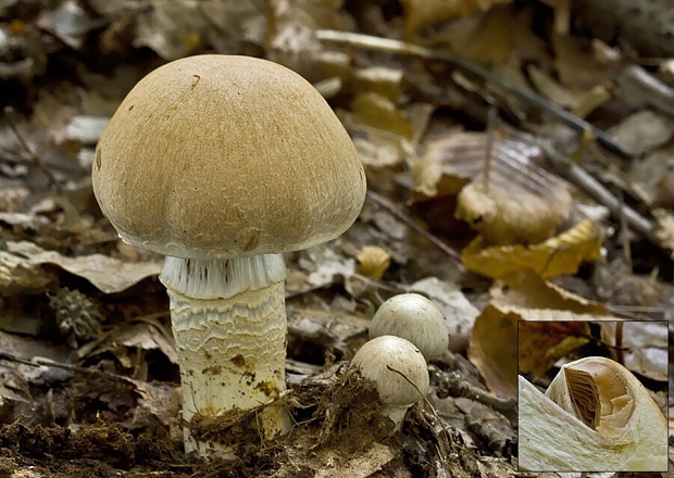 pavučinovec prstencový Cortinarius torvus (Fr.) Fr.