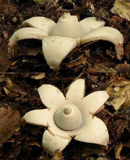 hviezdovka trojitá Geastrum triplex Jungh.