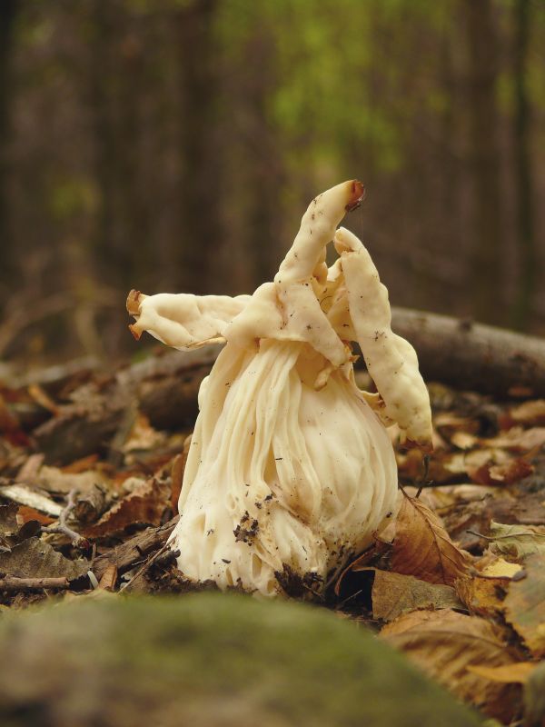 chriapač kučeravý Helvella crispa (Scop.) Fr.