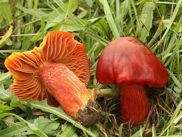 lúčnica granátovočervená Hygrocybe punicea (Fr.) P. Kumm.