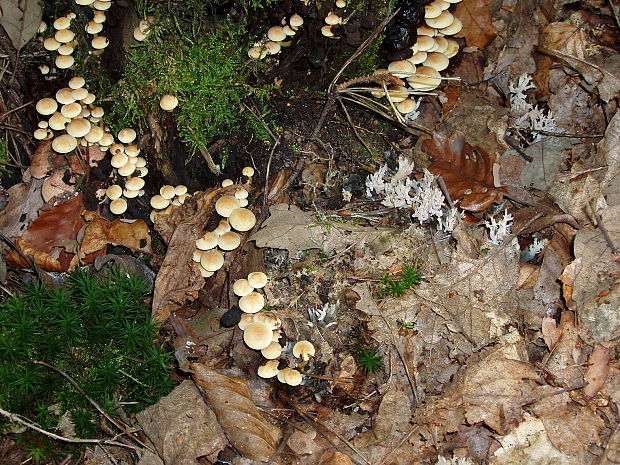 strapcovka zväzkovitá Hypholoma fasciculare (Huds.) P. Kumm.