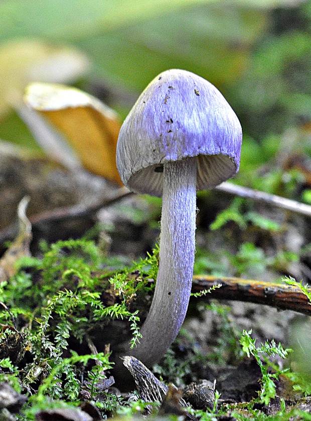 vláknica hlinovolupeňová Inocybe geophylla P. Kumm.