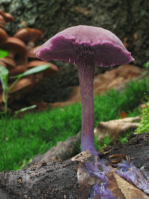 lakovka ametystová Laccaria amethystina (Huds.) Cooke