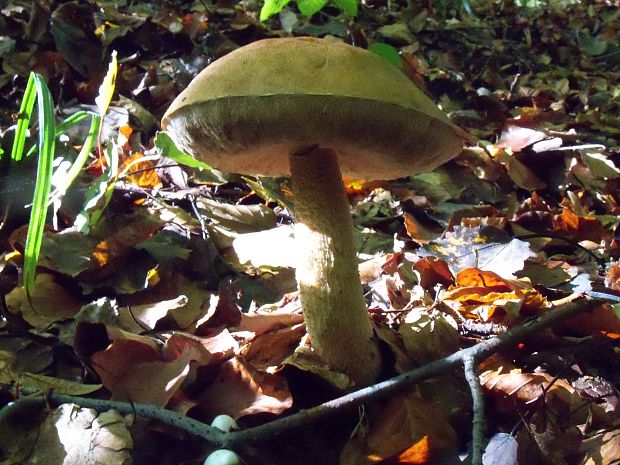 kozák osikový Leccinum albostipitatum den Bakker & Noordel.