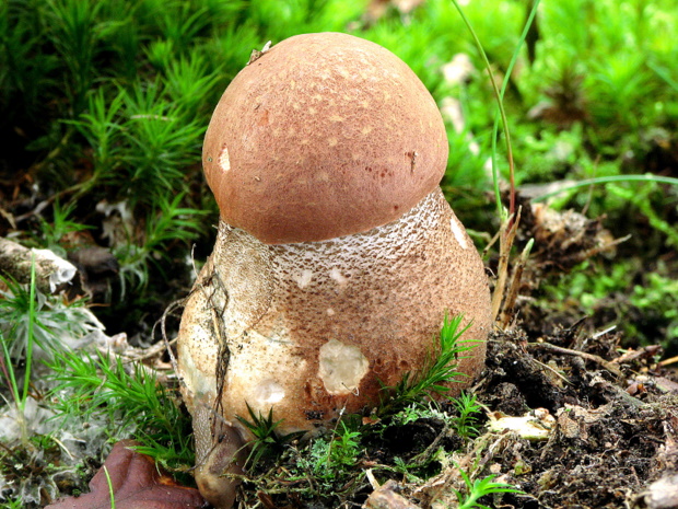 kozák dubový Leccinum aurantiacum (Bull.) Gray