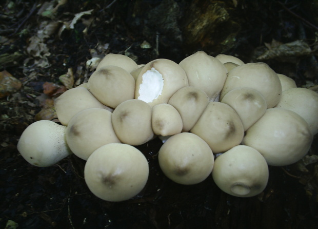 prášnica Lycoperdon sp.