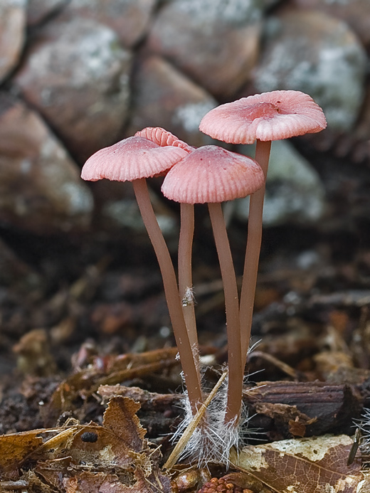 prilbička ružová Mycena rosella (Fr.) P. Kumm.