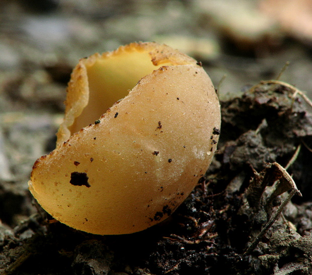 čiaška Peziza sp.