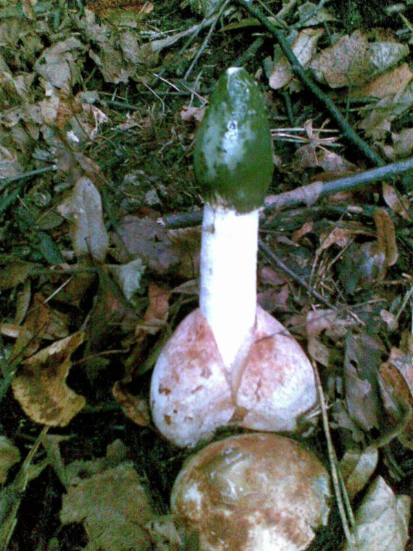 hadovka Hadriánova Phallus hadriani Vent.