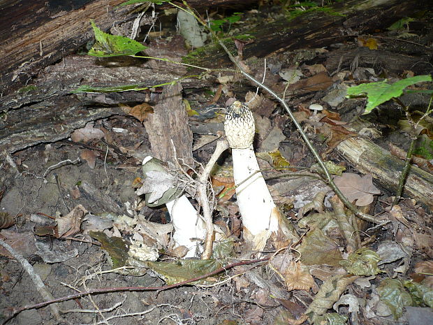 hadovka smradľavá Phallus impudicus L.