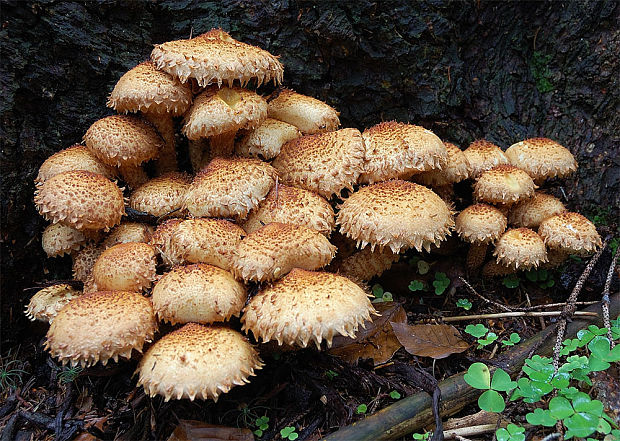 šupinovka kostrbatá Pholiota squarrosa (Vahl) P. Kumm.