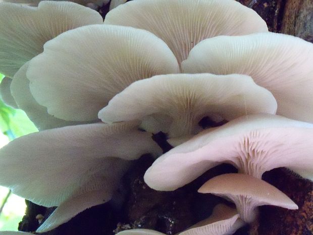 hliva buková Pleurotus pulmonarius (Fr.) Quél.