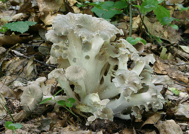 trúdnik klobúčkatý Polyporus umbellatus (Pers.) Fr.