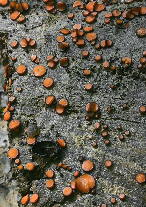 štítovnička čiernochlpatá Scutellinia nigrohirtula (Svrček) Le Gal