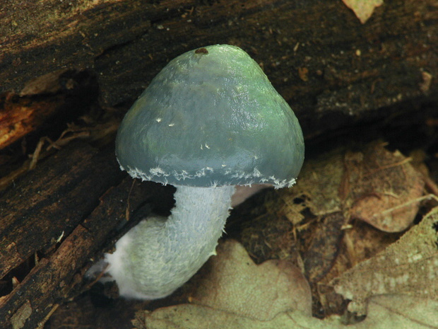 golierovka zelenomodrá Stropharia caerulea Kreisel