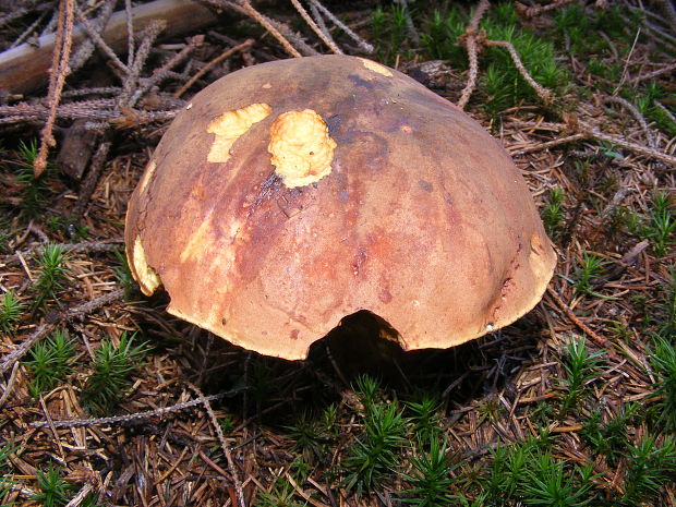 hríb zrnitohlúbikový Sutorius luridiformis (Rostk.) G. Wu & Zhu L. Yang