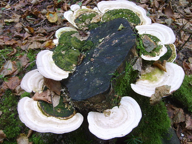 trúdnikovec hrbatý Trametes gibbosa (Pers.) Fr.