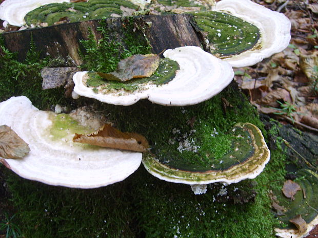 trúdnikovec hrbatý Trametes gibbosa (Pers.) Fr.