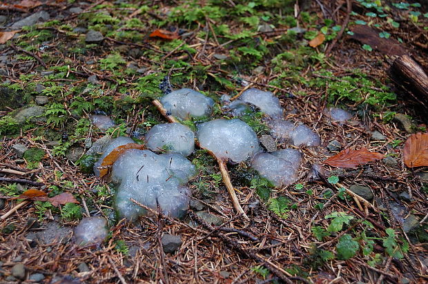 rôsolovka priesvitná Tremella encephala Willd.