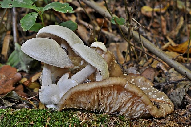 pošvovec cudzopasný Volvariella surrecta (Knapp) Singer