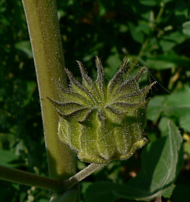 podslnečník theofrastov - detail Abutilon theophrasti Medik.