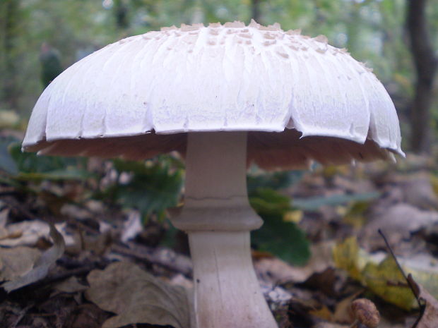 pečiarka Agaricus sp.