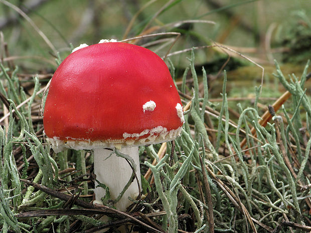 muchotrávka červená Amanita muscaria (L.) Lam.