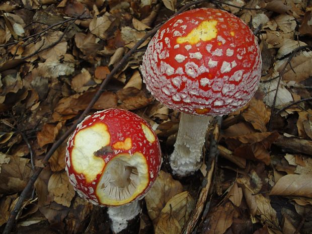 muchotrávka červená Amanita muscaria (L.) Lam.