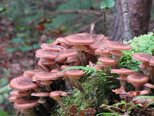 podpňovka tmavá Armillaria ostoyae (Romagn.) Herink