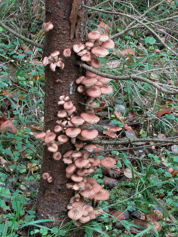 podpňovka tmavá Armillaria ostoyae (Romagn.) Herink