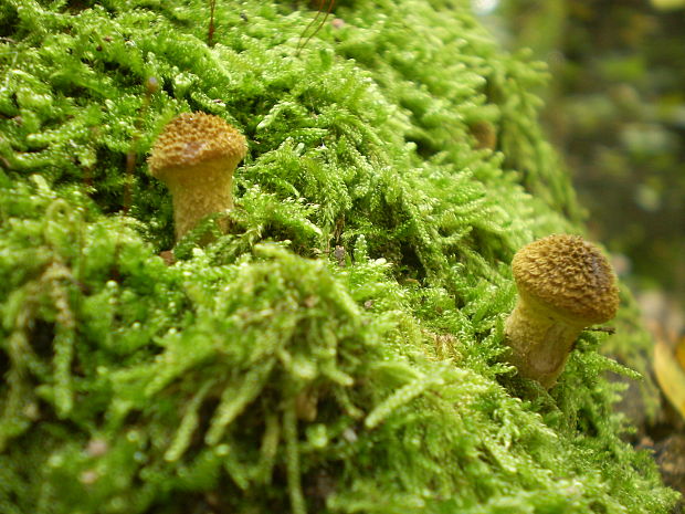 podpňovka  Armillaria sp.