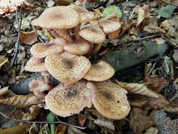 podpňovka Armillaria sp.