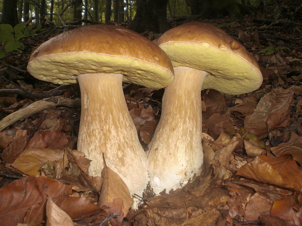 hríb smrekový Boletus edulis Bull.