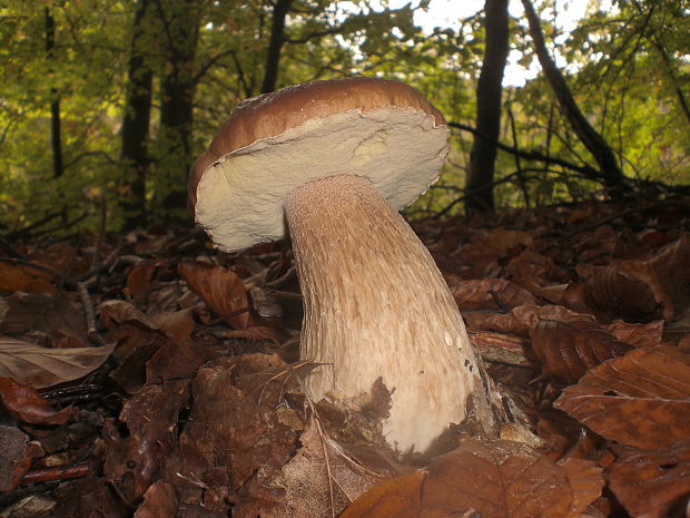 hríb smrekový Boletus edulis Bull.