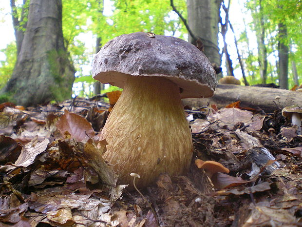 hríb sosnový Boletus pinophilus Pil. et Dermek in Pil.